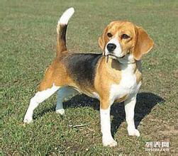 白廣路長期提供養老服務、托管終身寄養與寵物接送 北京寵物服務與互聯網數據服務的融合新篇章