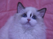 北京布偶貓繁育與互聯網數據服務 現代寵物業的雙向融合